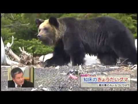 【MIKIOジャーナル】誰がクマを殺したか？ - YouTube