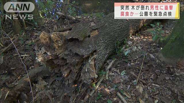 倒木が散歩中の男性を直撃　大阪・万博公園