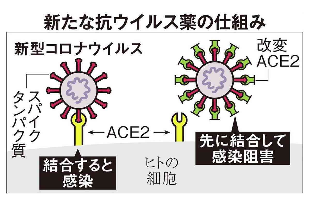 新型コロナ感染阻害のタンパク質開発　京都府立医大と阪大の研究グループ - SankeiBiz（サンケイビズ）：自分を磨く経済情報サイト