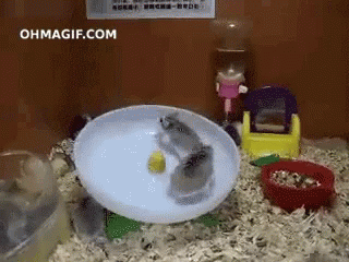 衝撃的なgif