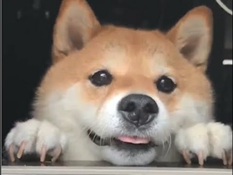 本日の終わりに柴犬を愛でるトピ