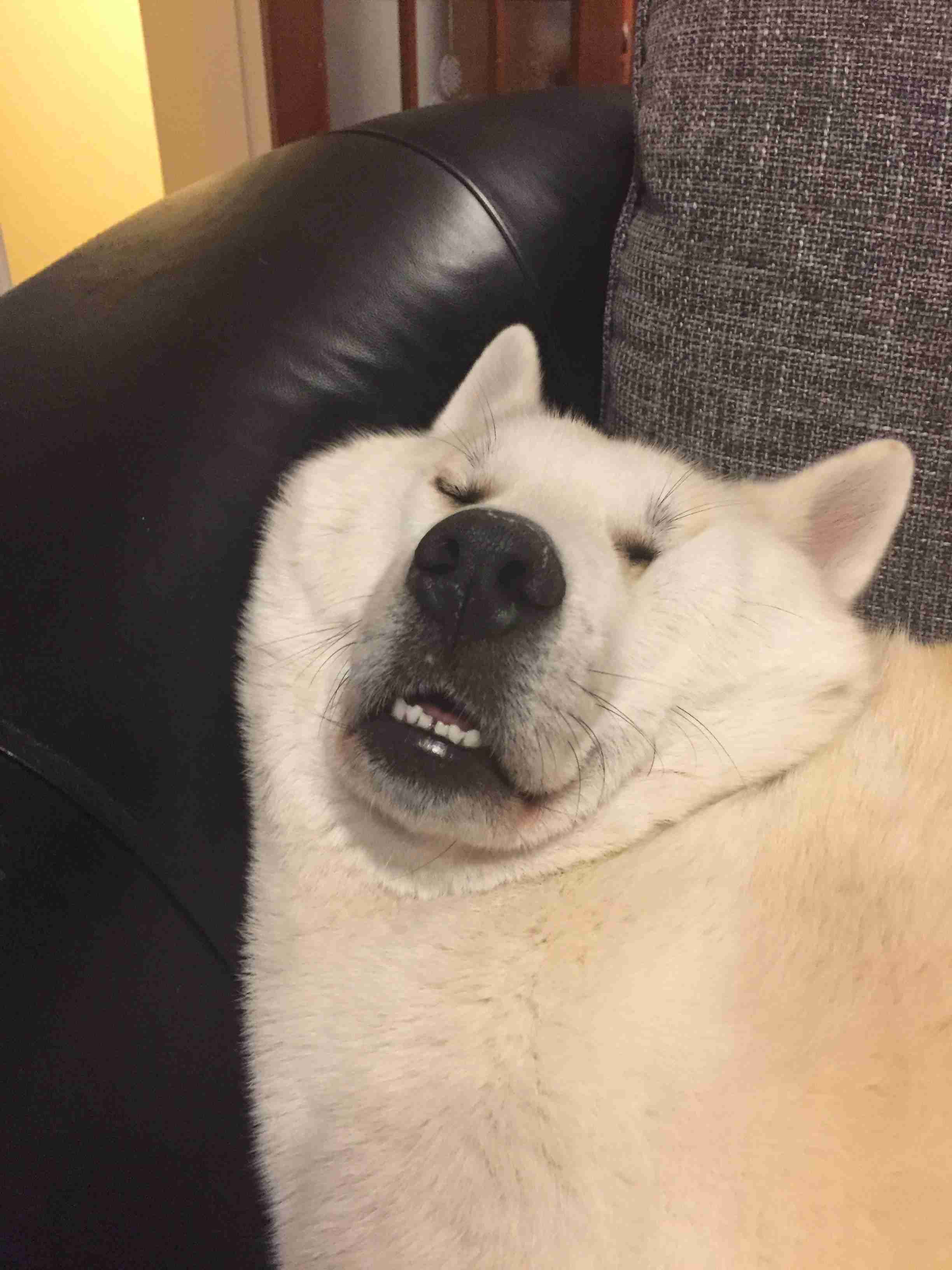 ブサイクに写っちゃった動物たち