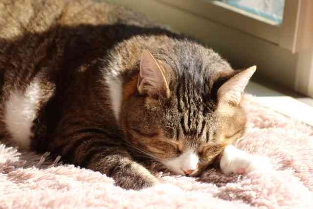 【猫好き】猫の幸せについて語るトピ【限定】