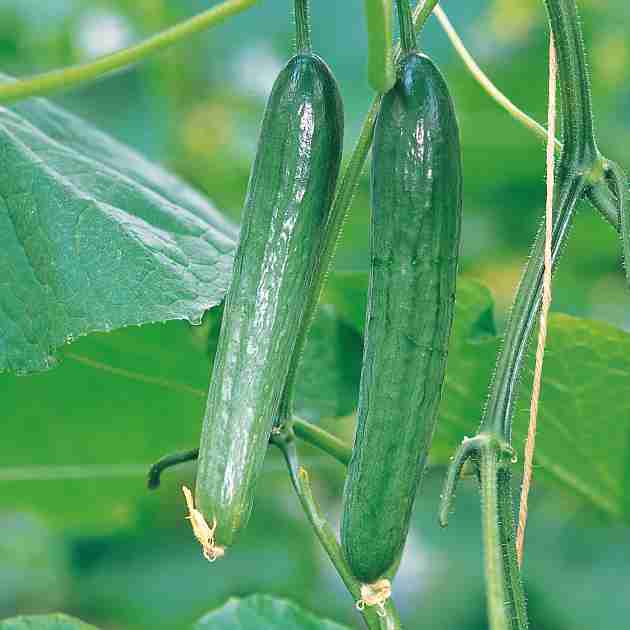 野菜、果物の世界にガルちゃんがあったら立ちそうなトピ