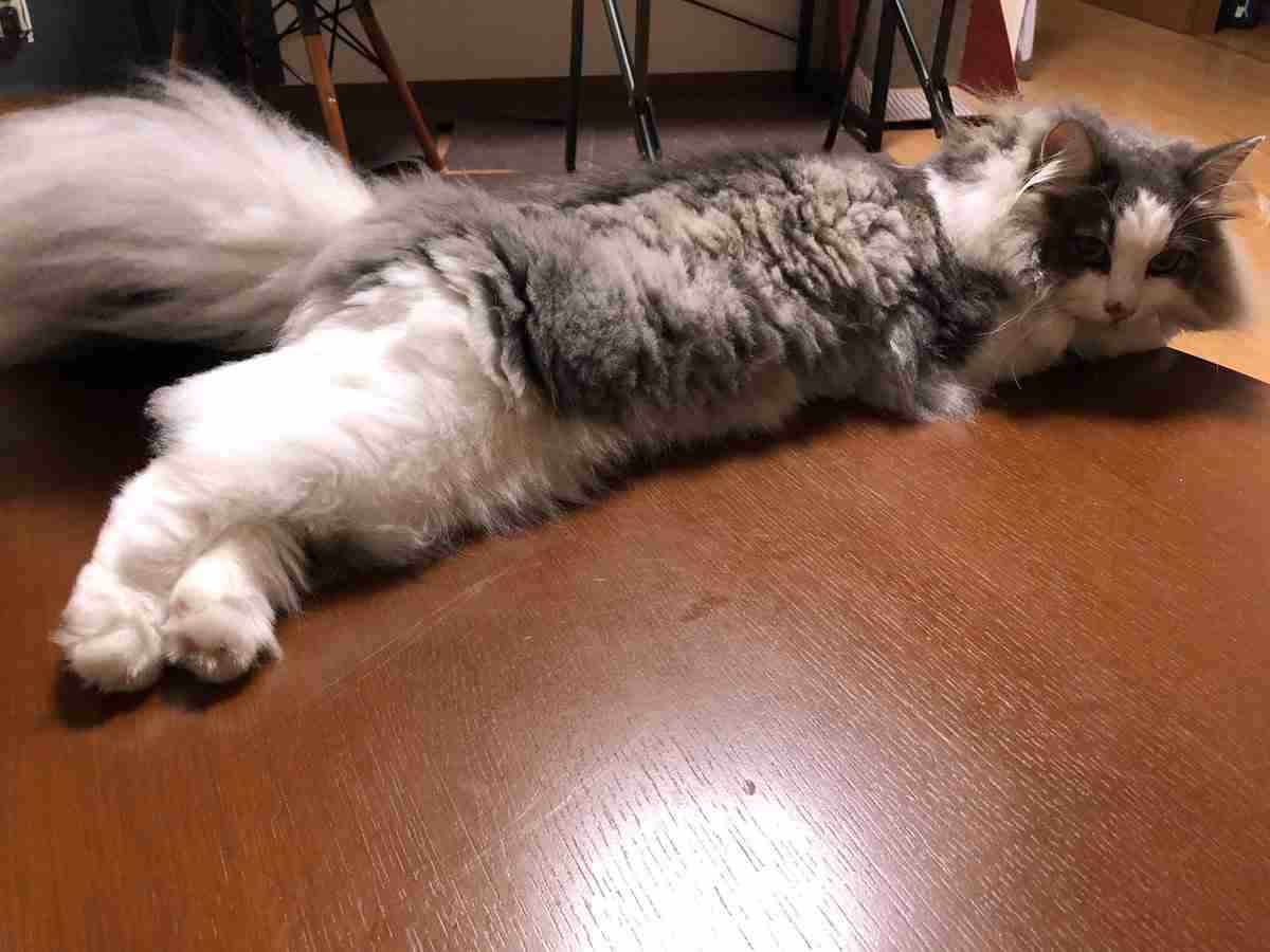 『メインクーンの成長恐るべし』イエネコ最大の大きさになる猫さんの成長っぷりがすごくて圧巻「でっかくて美人さん」