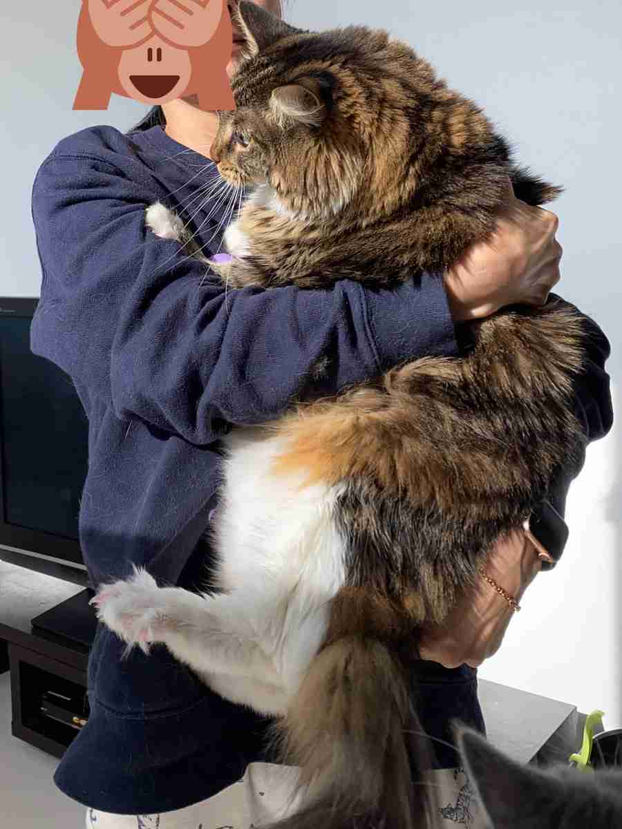 『メインクーンの成長恐るべし』イエネコ最大の大きさになる猫さんの成長っぷりがすごくて圧巻「でっかくて美人さん」