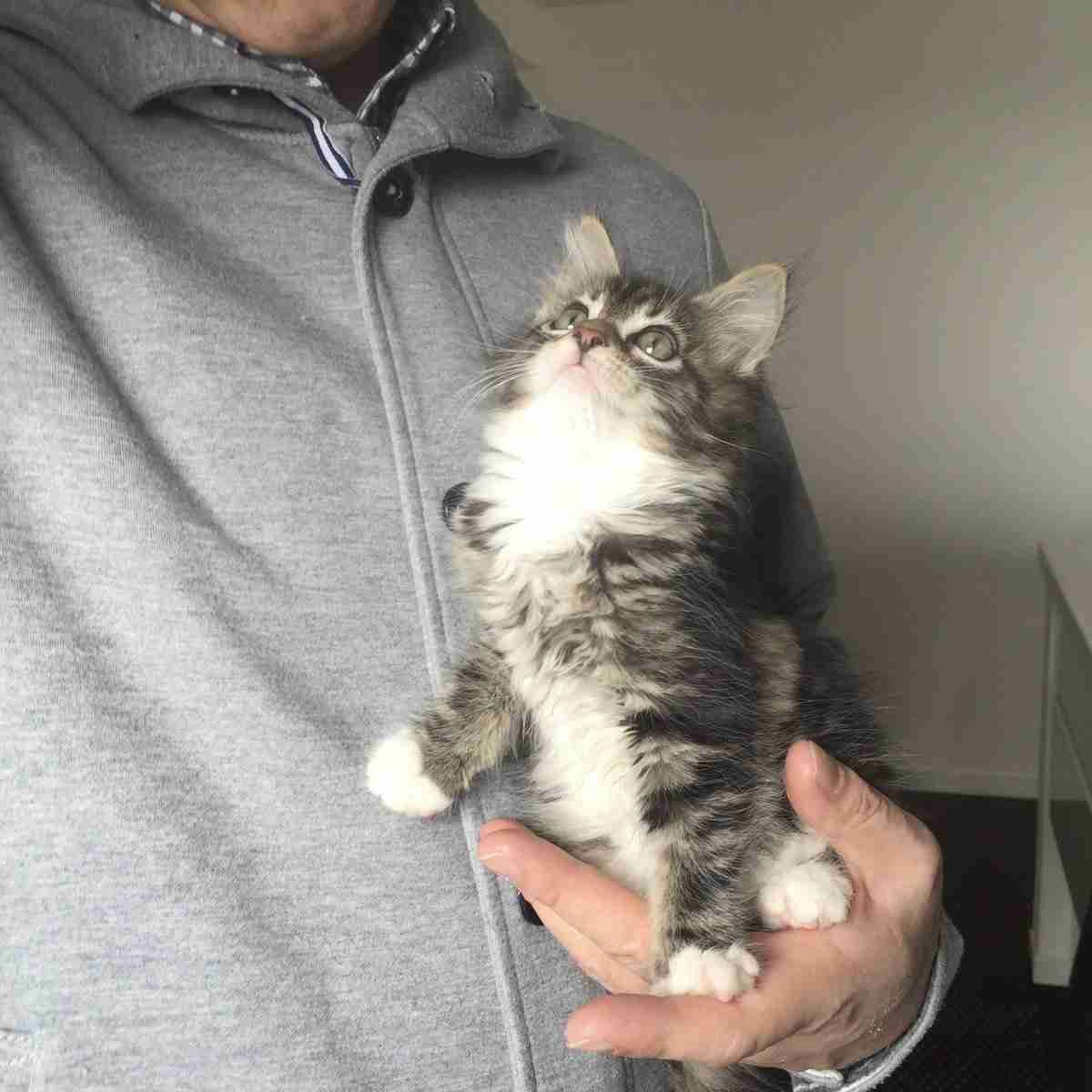 『メインクーンの成長恐るべし』イエネコ最大の大きさになる猫さんの成長っぷりがすごくて圧巻「でっかくて美人さん」