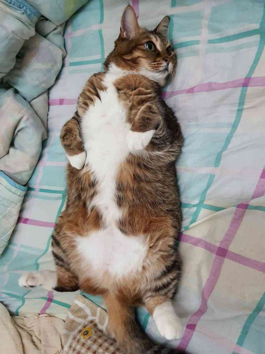 『メインクーンの成長恐るべし』イエネコ最大の大きさになる猫さんの成長っぷりがすごくて圧巻「でっかくて美人さん」