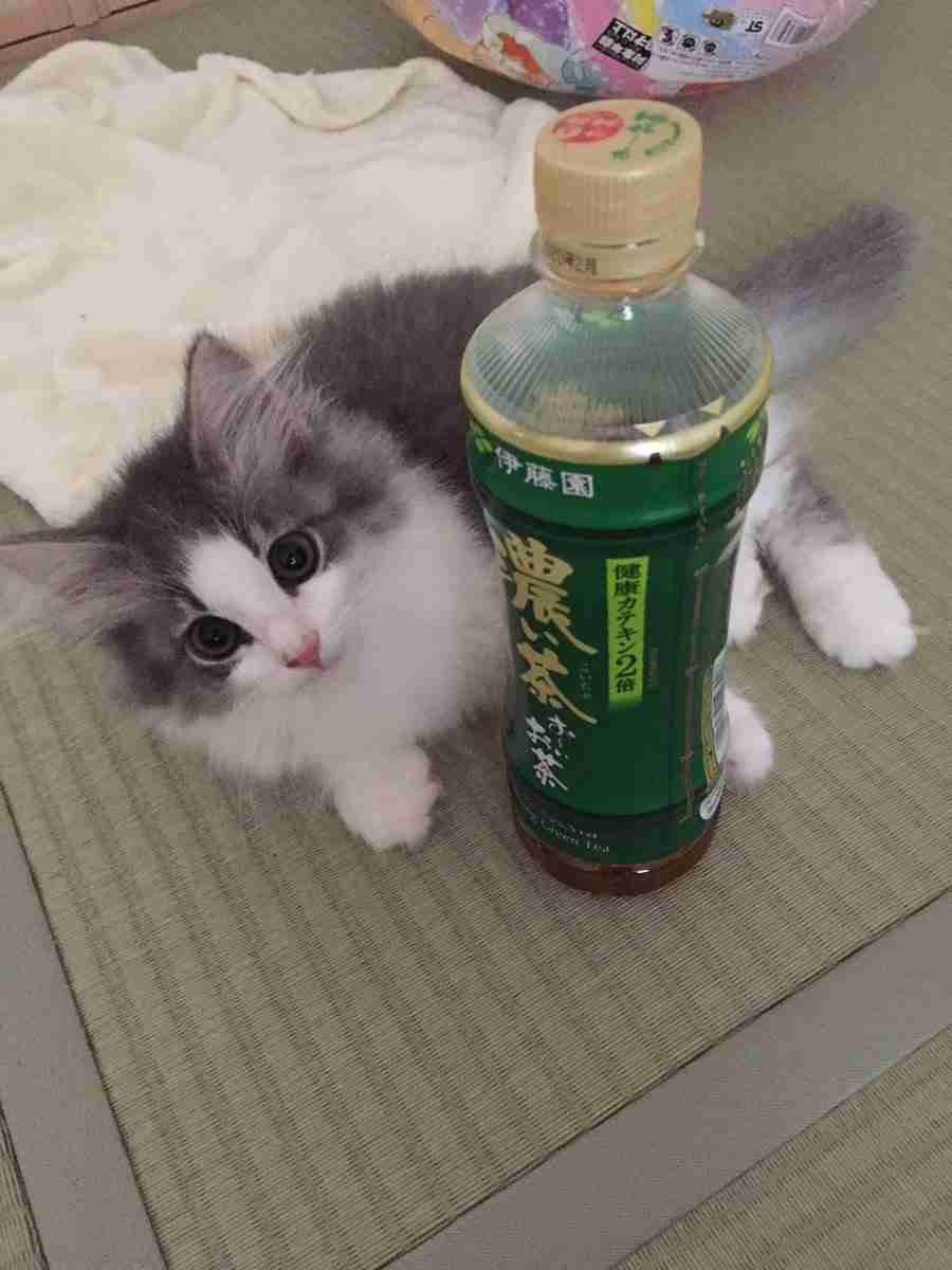 『メインクーンの成長恐るべし』イエネコ最大の大きさになる猫さんの成長っぷりがすごくて圧巻「でっかくて美人さん」