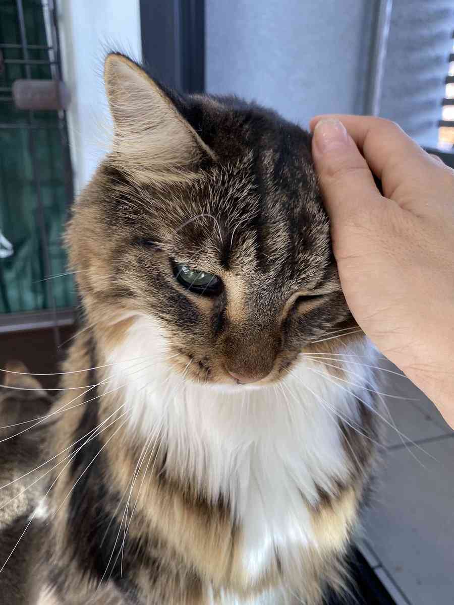 『メインクーンの成長恐るべし』イエネコ最大の大きさになる猫さんの成長っぷりがすごくて圧巻「でっかくて美人さん」