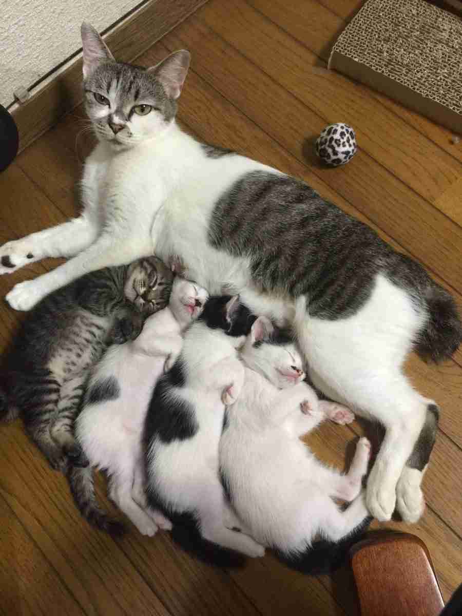 疲れちゃった動物たち