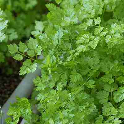 お金持ちの友達の家で出て来そうなお菓子の写真を貼ろう！