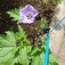 茄子の花 on Twitter: 