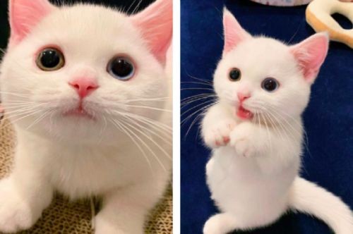 オッドアイの画像が見たい