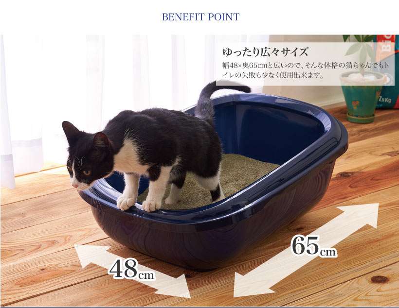 『メインクーンの成長恐るべし』イエネコ最大の大きさになる猫さんの成長っぷりがすごくて圧巻「でっかくて美人さん」