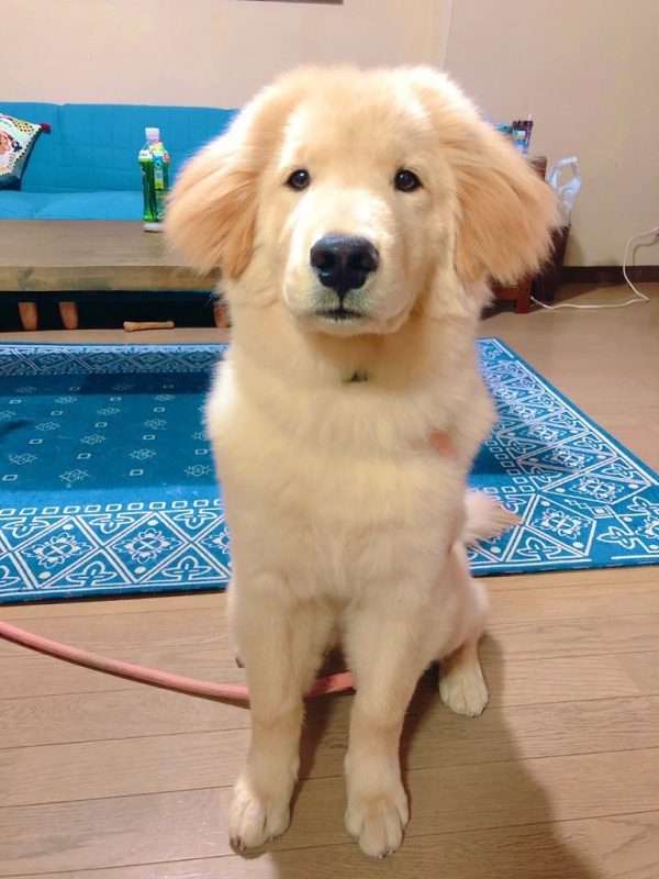 可愛らしさがほとばしる!秋田犬の血も引くゴールデンレトリバーがモフモフしていてぬいぐるみ感ハンパない