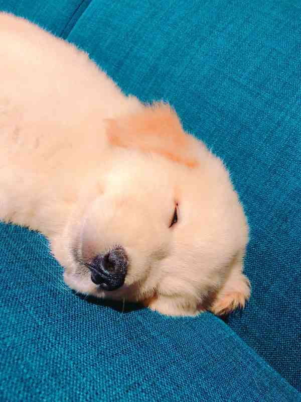 可愛らしさがほとばしる!秋田犬の血も引くゴールデンレトリバーがモフモフしていてぬいぐるみ感ハンパない