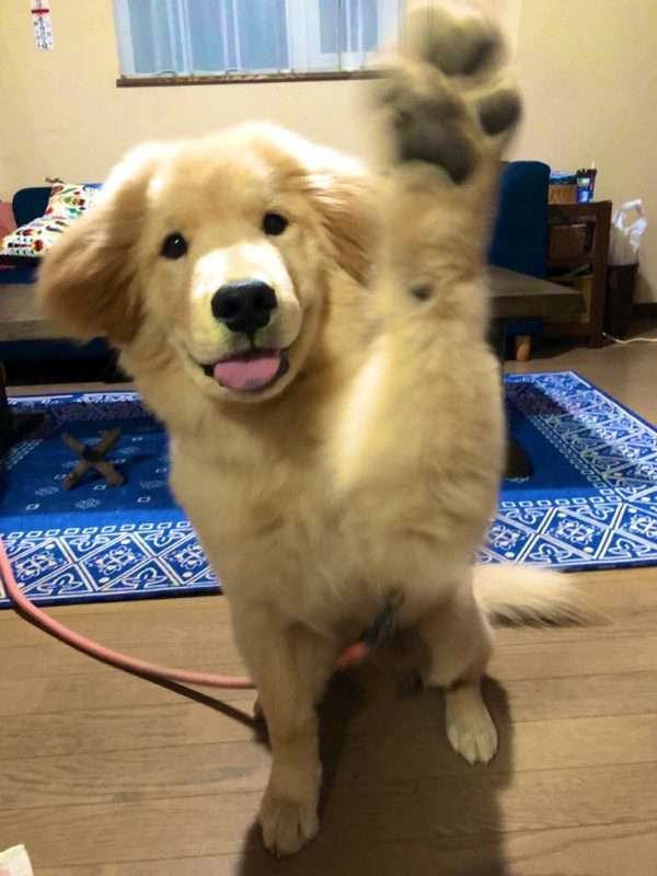 可愛らしさがほとばしる!秋田犬の血も引くゴールデンレトリバーがモフモフしていてぬいぐるみ感ハンパない