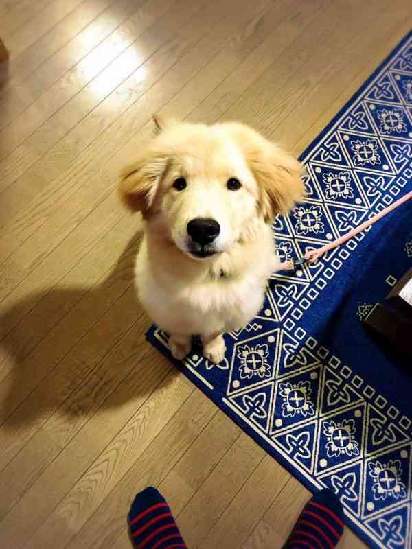 可愛らしさがほとばしる!秋田犬の血も引くゴールデンレトリバーがモフモフしていてぬいぐるみ感ハンパない