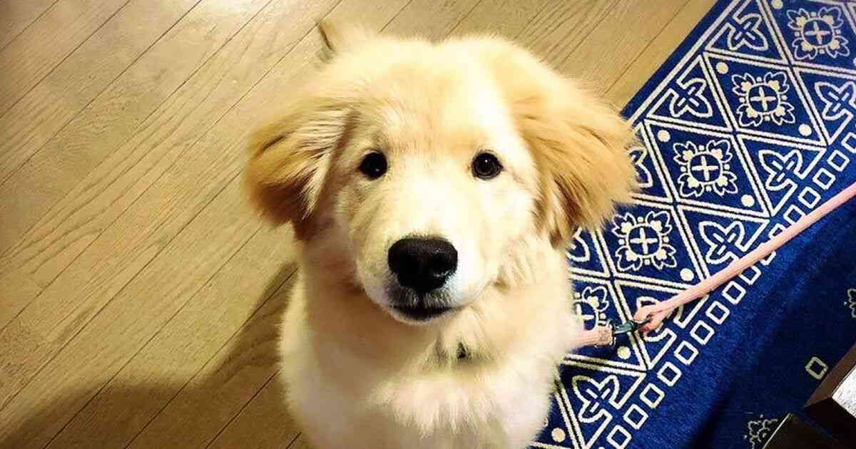 可愛らしさがほとばしる！秋田犬の血も引くゴールデンレトリバーがモフモフしていてぬいぐるみ感ハンパない - トゥギャッチ