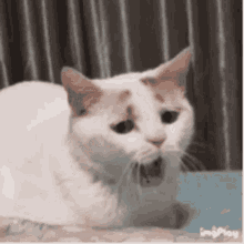 疲れちゃった動物たち