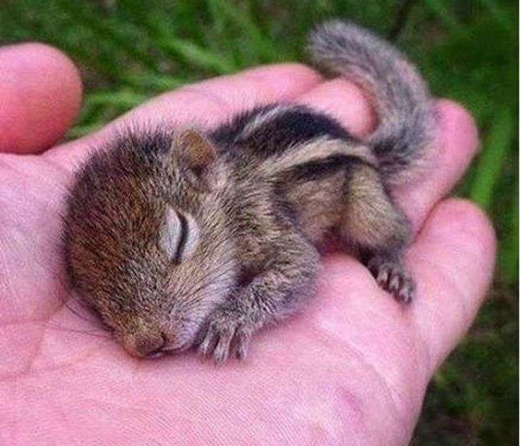 疲れちゃった動物たち
