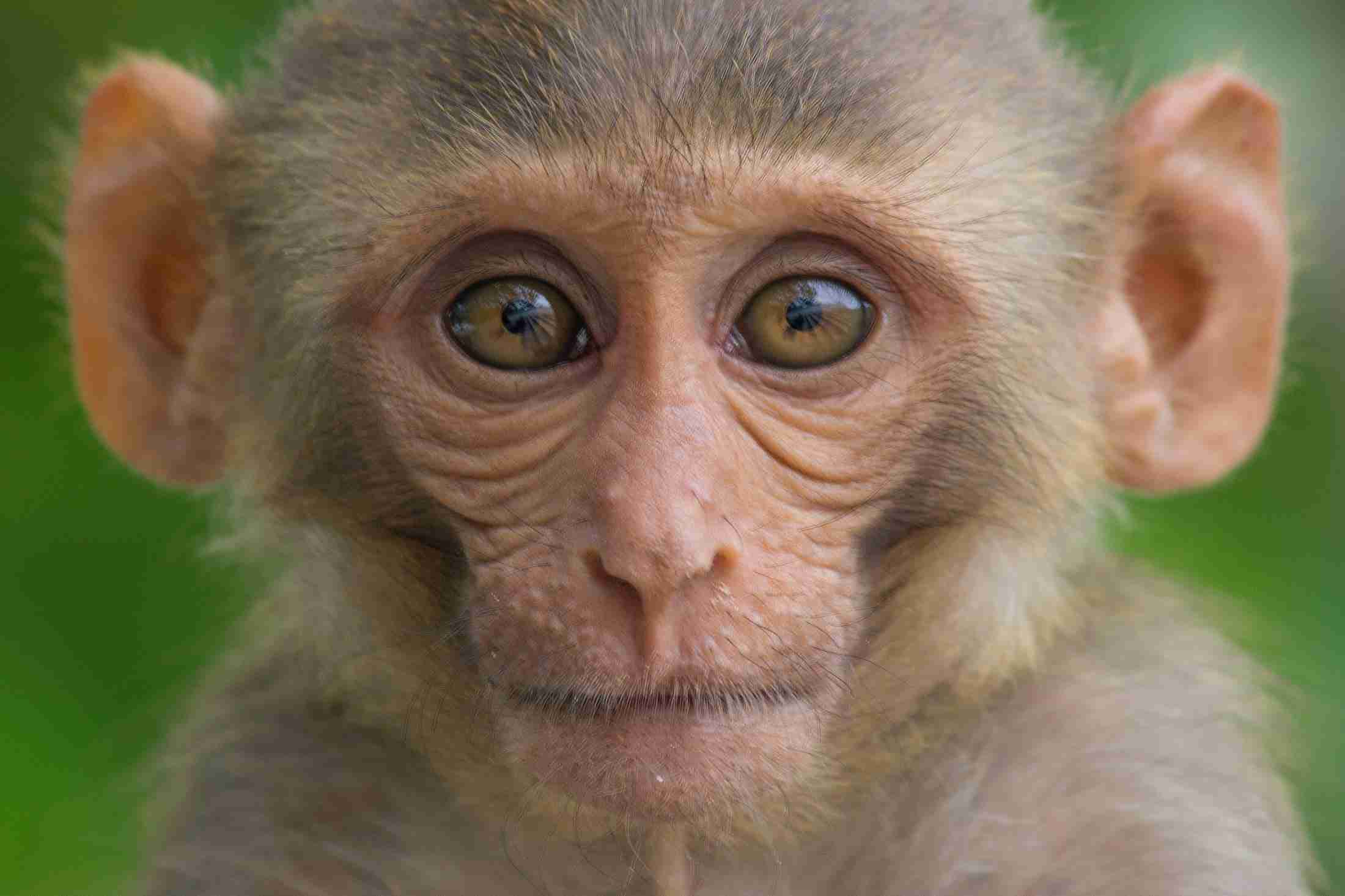 サルの脳に人間の遺伝子を移植したら、人間の脳のように肥大化！あの『猿の惑星』が現実に（FINDERS） - Yahoo!ニュース