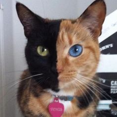 オッドアイの画像が見たい