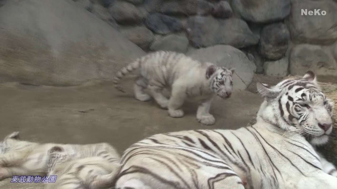 ◆ホワイトタイガーの赤ちゃん 一般公開 開始「東武動物公園」2015-4 - YouTube