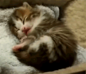 疲れちゃった動物たち