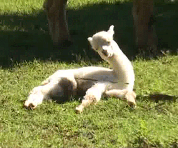 疲れちゃった動物たち