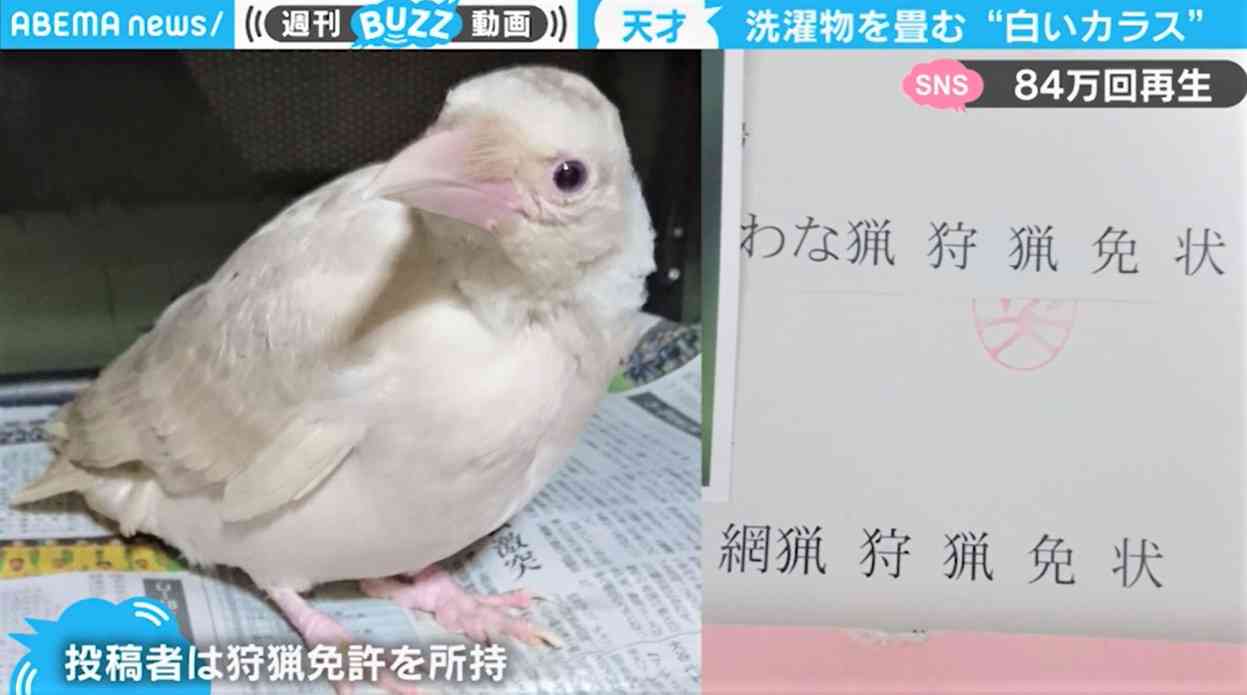 「アルビノ」のカラスを駆除できず…“飼養”を決意した狩猟者 思わぬ才能が「カラスの恩返し」と話題（ABEMA TIMES） - Yahoo!ニュース