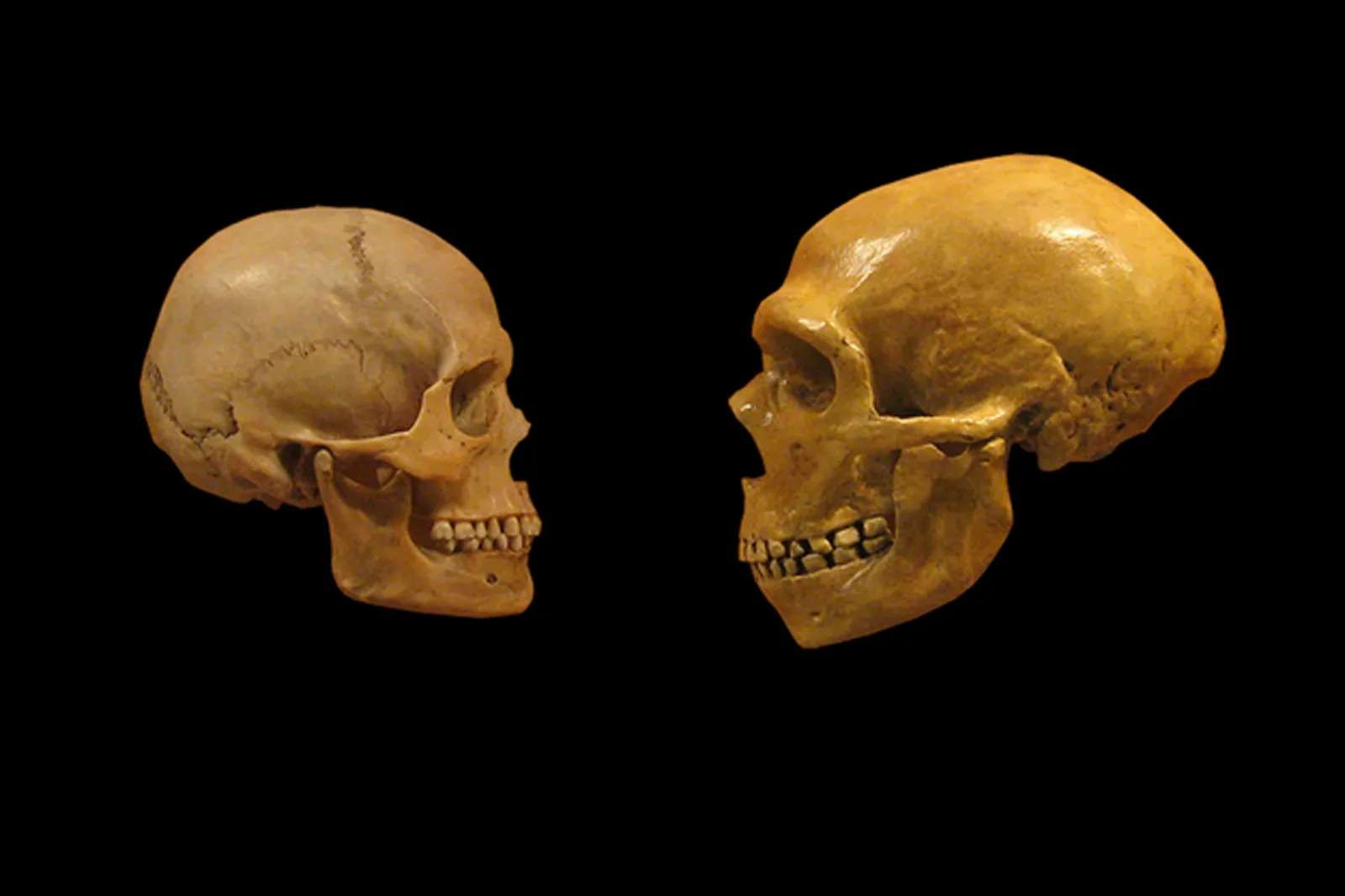 ネアンデルタール人と現生人類との交雑は、数十万年前から起きていた：研究結果（WIRED.jp） - Yahoo!ニュース