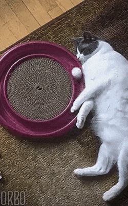 疲れちゃった動物たち