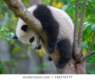疲れちゃった動物たち