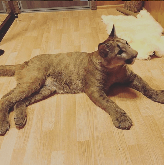 『メインクーンの成長恐るべし』イエネコ最大の大きさになる猫さんの成長っぷりがすごくて圧巻「でっかくて美人さん」