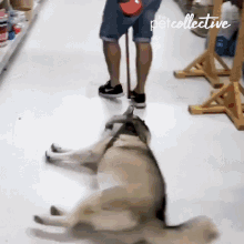 疲れちゃった動物たち