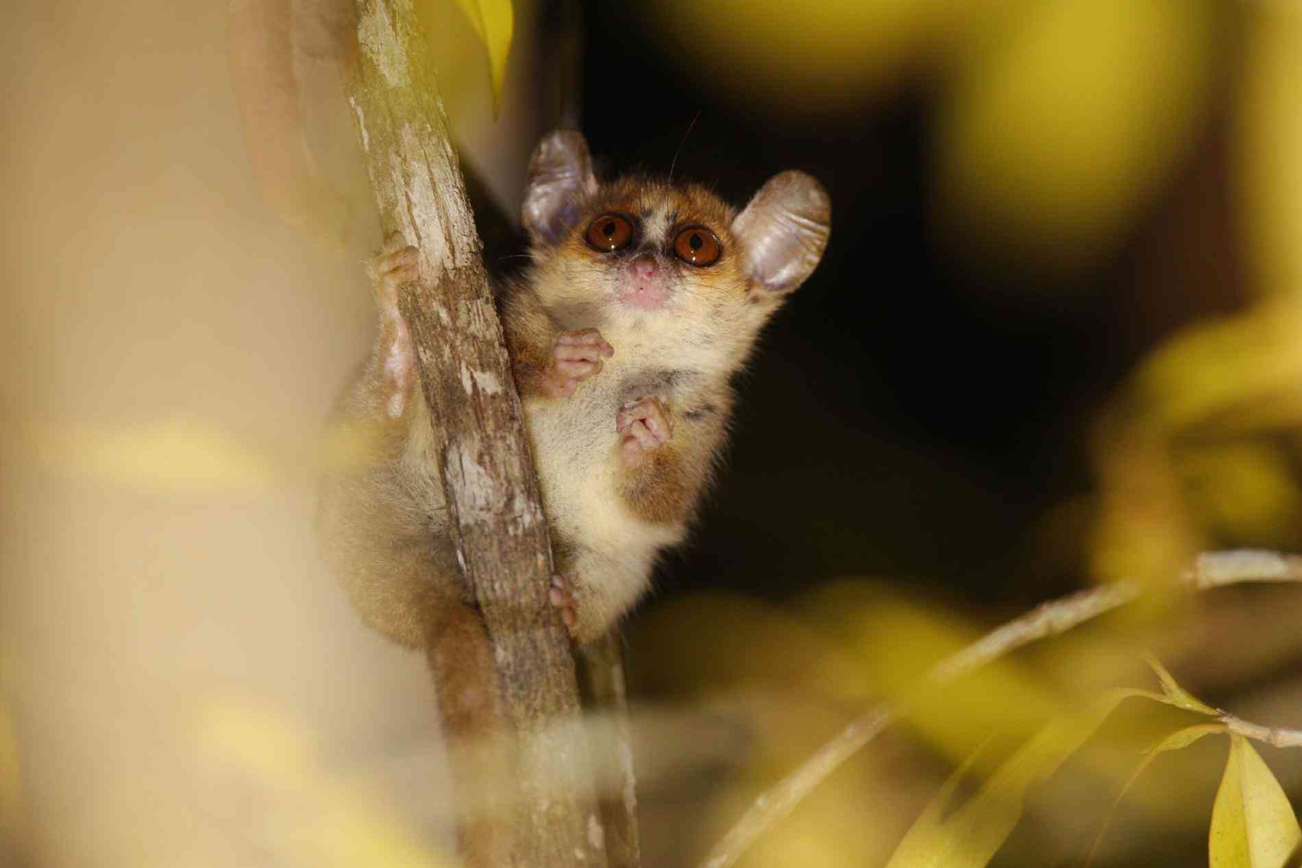 絶滅危惧のキツネザルがコロナ禍でますます窮地に、最新調査で判明（ナショナル ジオグラフィック日本版） - Yahoo!ニュース