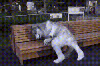 疲れちゃった動物たち