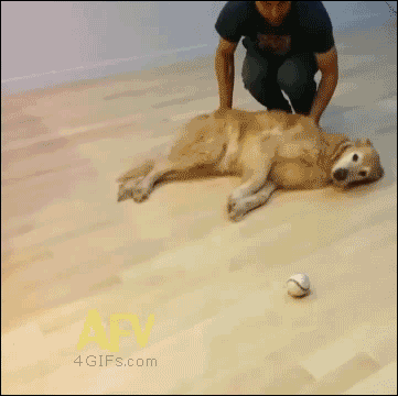 疲れちゃった動物たち