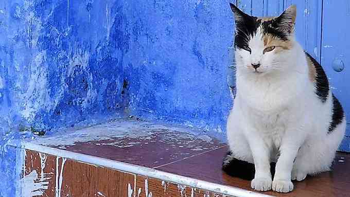 モロッコは猫の楽園！フォトジェニックな猫たちとの出会いにワクワク  –  ニッポン放送 NEWS ONLINE