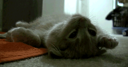 疲れちゃった動物たち