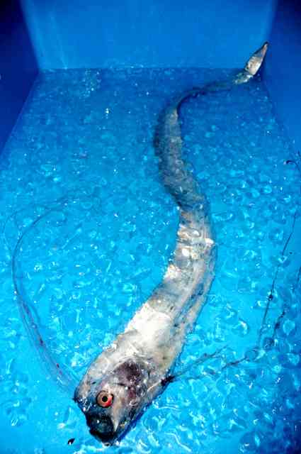 「深海魚は大地震の前触れ」は迷信　海洋研究所など調査：朝日新聞デジタル