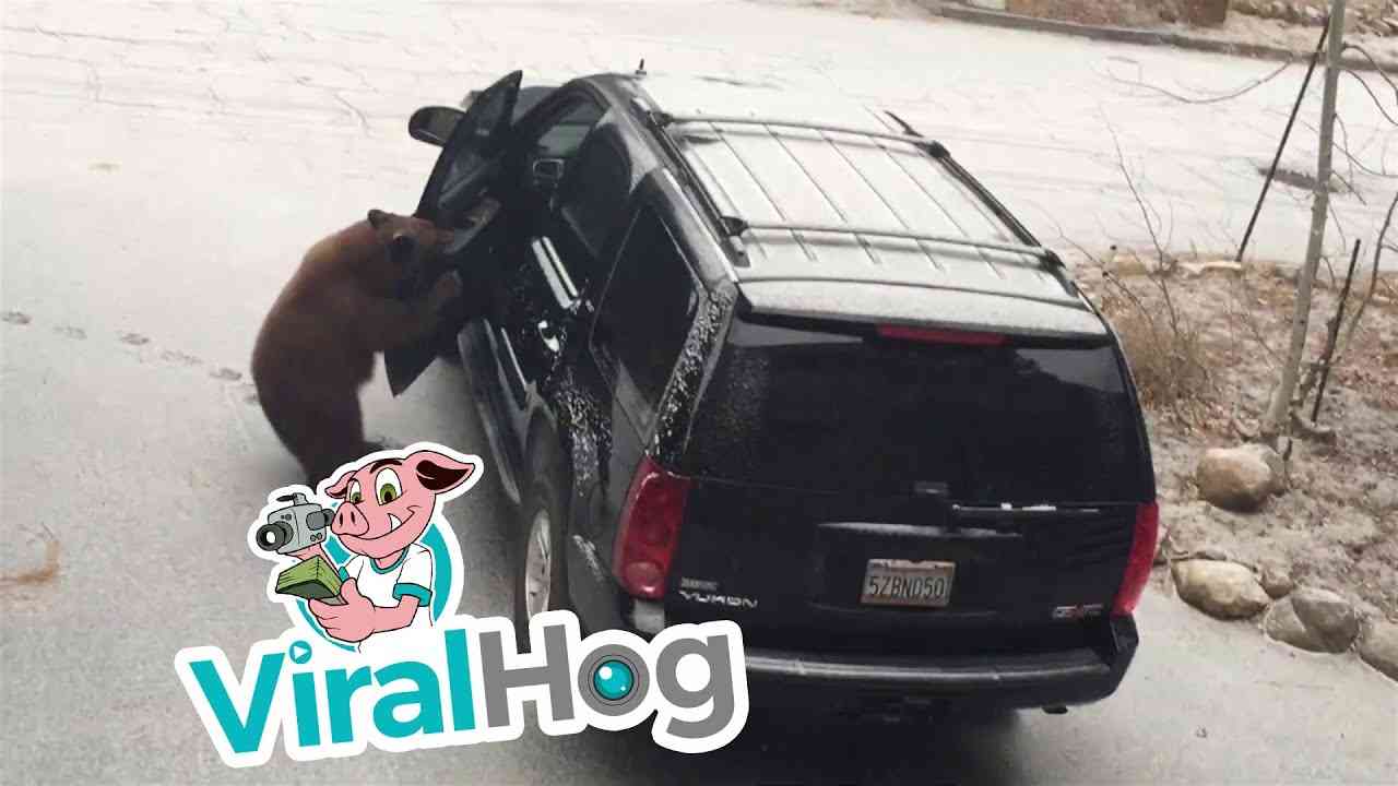 Bear Shuts Itself Inside SUV || ViralHog - YouTube