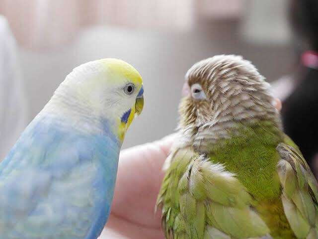 年末だしそろそろインコの可愛さについて語ろう2