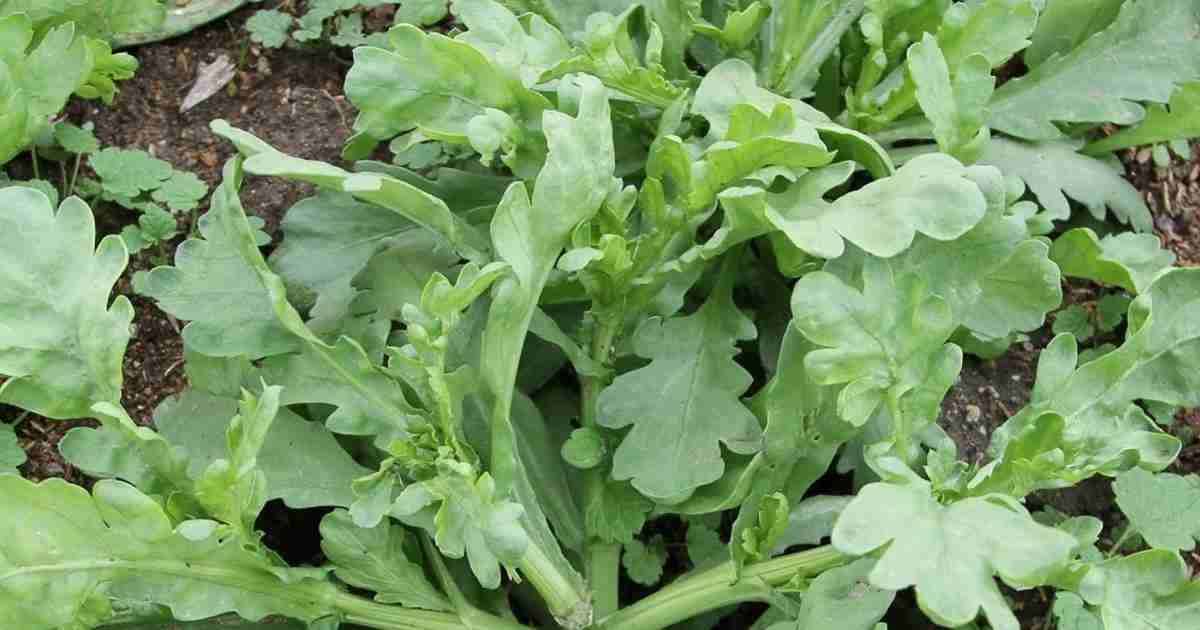 【速報】基準値180倍超え農薬の春菊、原因はタマネギ用の誤散布｜【西日本新聞ニュース】
