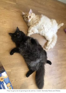 「写真加工？」と言われるほど巨大な猫　飼い主は「抱きしめがいがあるの！」（英）