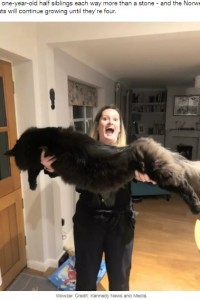 「写真加工？」と言われるほど巨大な猫　飼い主は「抱きしめがいがあるの！」（英）