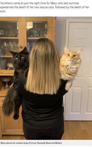 「写真加工？」と言われるほど巨大な猫　飼い主は「抱きしめがいがあるの！」（英）