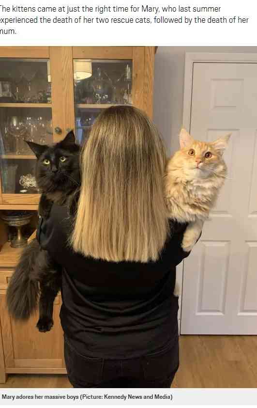 【海外発！Breaking News】「写真加工？」と言われるほど巨大な猫　飼い主は「抱きしめがいがあるの！」（英） |